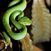 viper_green_tangkoko_v_0047_sul1220.jpg